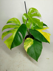 Monstera Aurea