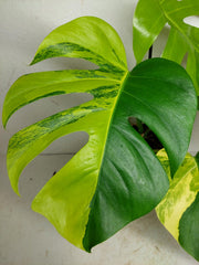 Monstera Aurea