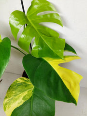 Monstera Aurea