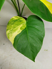 Monstera Aurea