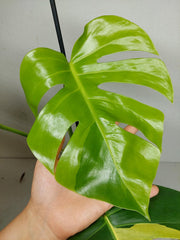 Monstera Aurea