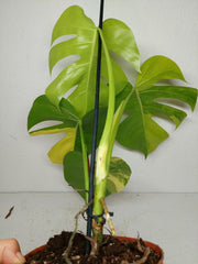 Monstera Aurea