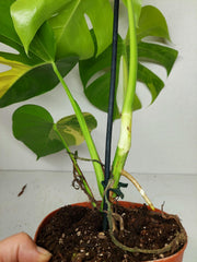 Monstera Aurea