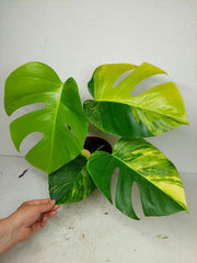 Monstera Aurea