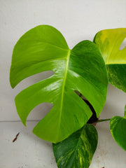Monstera Aurea