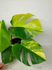 Monstera Aurea