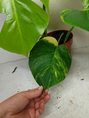 Monstera Aurea