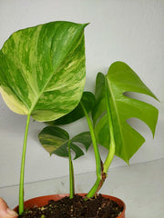 Monstera Aurea