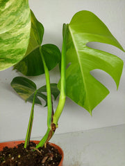 Monstera Aurea