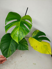 Monstera Aurea