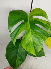 Monstera Aurea