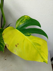 Monstera Aurea