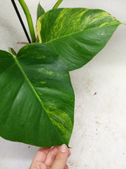 Monstera Aurea