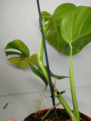 Monstera Aurea