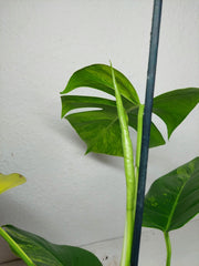 Monstera Aurea