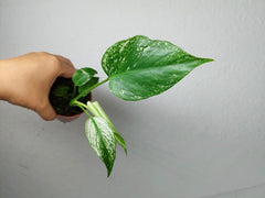 Monstera Devil Monster
