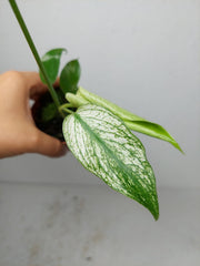 Monstera Devil Monster