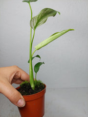 Monstera Devil Monster