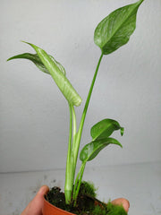 Monstera Devil Monster