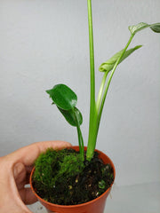 Monstera Devil Monster