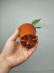 Monstera Devil Monster