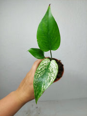 Monstera Devil Monster