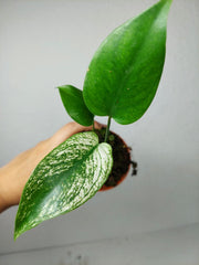 Monstera Devil Monster