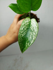 Monstera Devil Monster