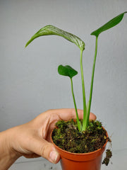 Monstera Devil Monster