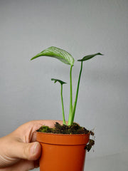 Monstera Devil Monster