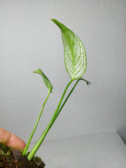 Monstera Devil Monster