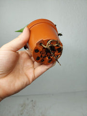 Monstera Devil Monster