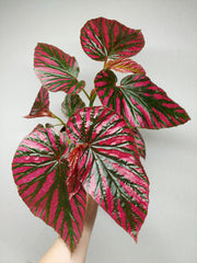 Begonia Brevirimosa buschig