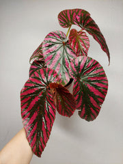 Begonia Brevirimosa buschig