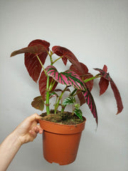 Begonia Brevirimosa buschig