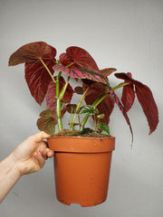 Begonia Brevirimosa buschig