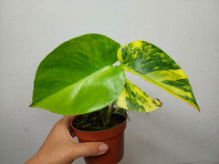 Monstera Aurea Yellow Marilyn