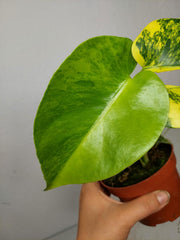 Monstera Aurea Yellow Marilyn