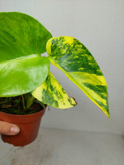 Monstera Aurea Yellow Marilyn