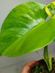 Monstera Aurea Yellow Marilyn