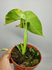 Monstera Aurea Yellow Marilyn