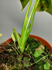 Monstera Aurea Yellow Marilyn