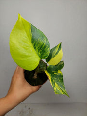 Monstera Aurea Yellow Marilyn