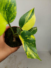 Monstera Aurea Yellow Marilyn