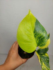 Monstera Aurea Yellow Marilyn