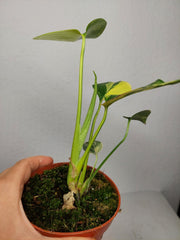 Monstera Aurea Yellow Marilyn