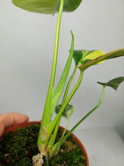 Monstera Aurea Yellow Marilyn