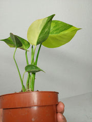 Monstera Aurea Yellow Marilyn