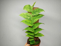 Raphidophora Korthalsii Marble