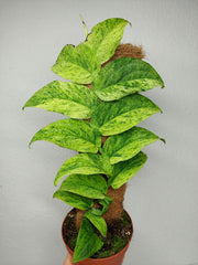 Raphidophora Korthalsii Marble